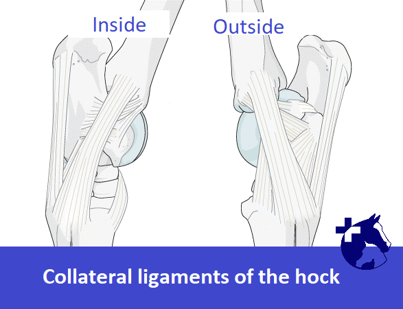 Collateral ligaments of the hock in horses