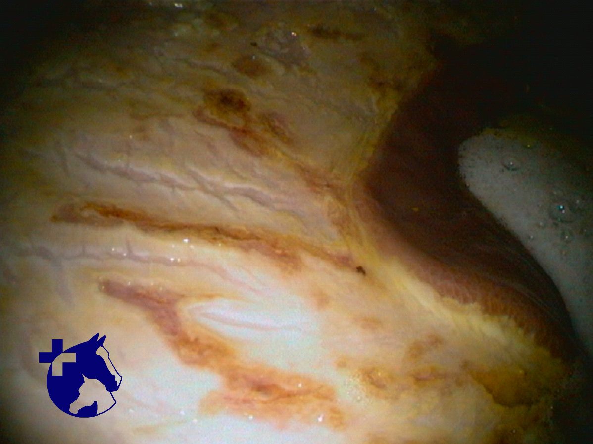Gastric ulcers in horses